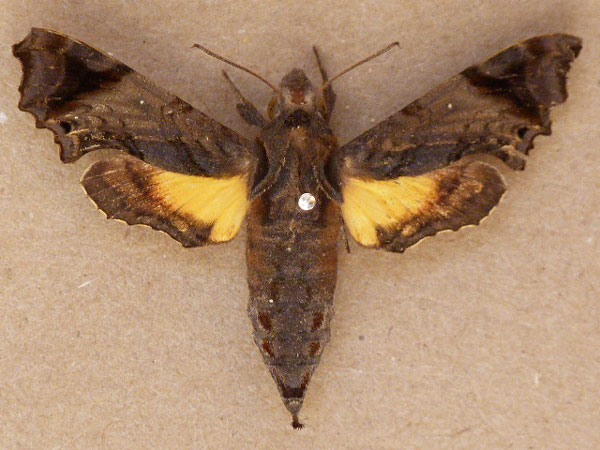 /filer/webapps/moths/media/images/P/pseudopylas_Temnora_A_Butler.jpg