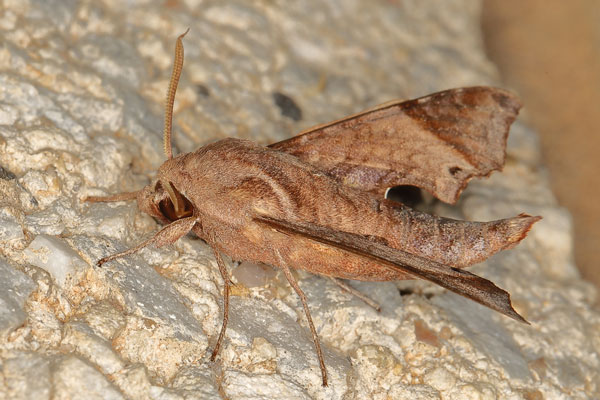 /filer/webapps/moths/media/images/P/pseudopylas_Temnora_A_Heynsb.jpg