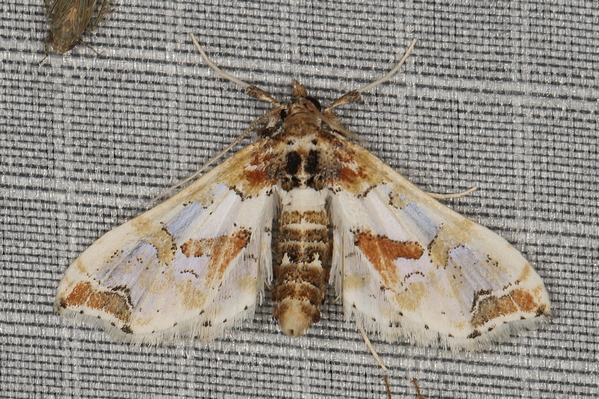 /filer/webapps/moths/media/images/P/pseudorbonalis_Leucinodes_A_Heyns_01.JPG