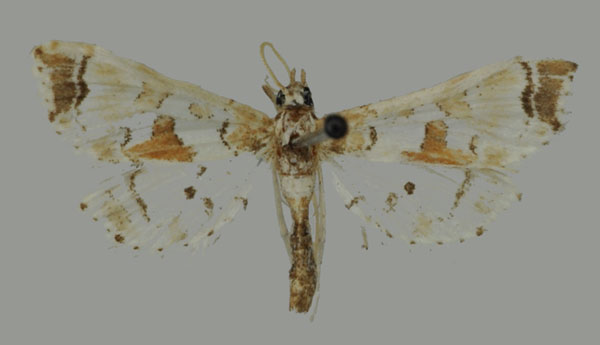 /filer/webapps/moths/media/images/P/pseudorbonalis_Leucinodes_HT_Mally.jpg