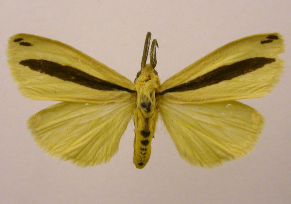 /filer/webapps/moths/media/images/P/pseudoscita_Epilacydes_HT_ZIN.jpg