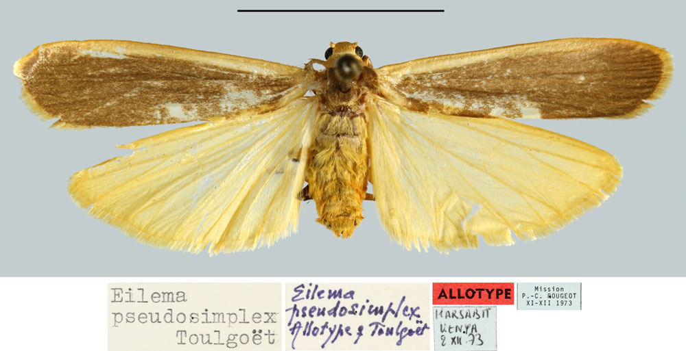 /filer/webapps/moths/media/images/P/pseudosimplex_Eilema_AT_MNHN.jpg