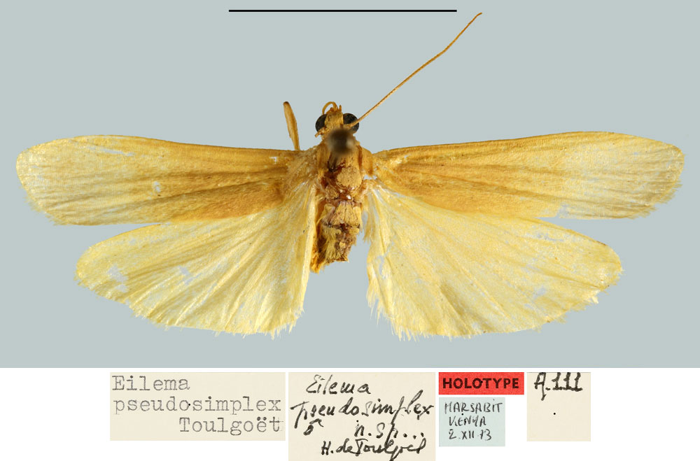 /filer/webapps/moths/media/images/P/pseudosimplex_Eilema_HT_MNHN.jpg