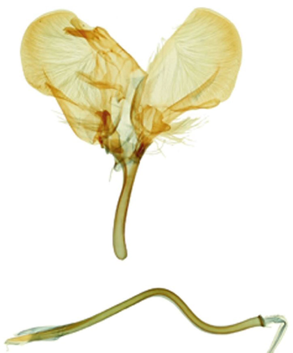 /filer/webapps/moths/media/images/P/pseudostrigillatus_Yponomeuta_GMPT_RMCA_302.jpg