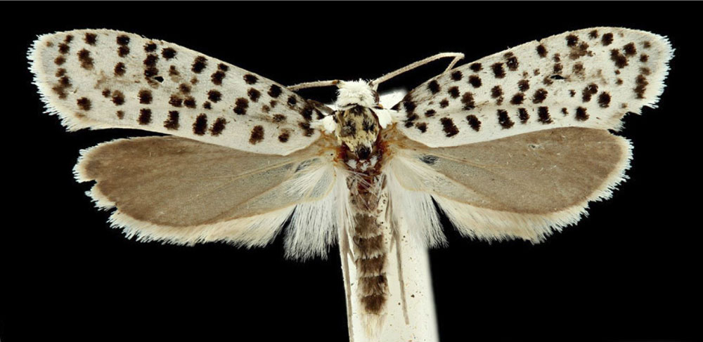 /filer/webapps/moths/media/images/P/pseudostrigillatus_Yponomeuta_PT_RMCA.jpg