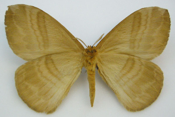 /filer/webapps/moths/media/images/P/pseudostrigina_Jana_STM_NHMUKb.jpg