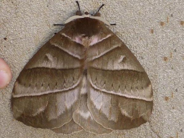 /filer/webapps/moths/media/images/P/pseudostrigina_Striginiana_A_Staley.jpg