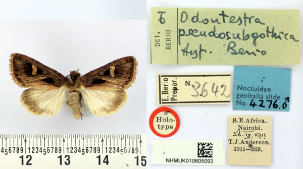 /filer/webapps/moths/media/images/P/pseudosubgothica_Odontestra_HT_BMNH.jpg