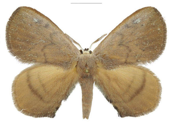/filer/webapps/moths/media/images/P/pseudosygina_Neojana_AM_ANHRT.jpg