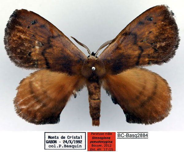 /filer/webapps/moths/media/images/P/pseudosygina_Stenoglene_PT_Basquin_02_ALt6ppg.jpg