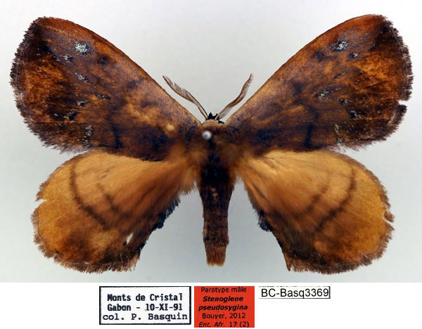 /filer/webapps/moths/media/images/P/pseudosygina_Stenoglene_PT_Basquin_03_RLtw3Ha.jpg