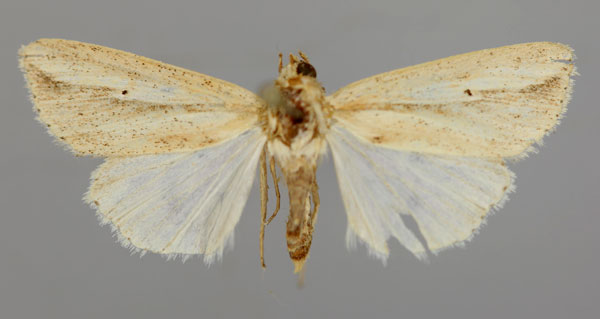 /filer/webapps/moths/media/images/P/pseudotacuna_Aletia_A_RMCA_01.jpg