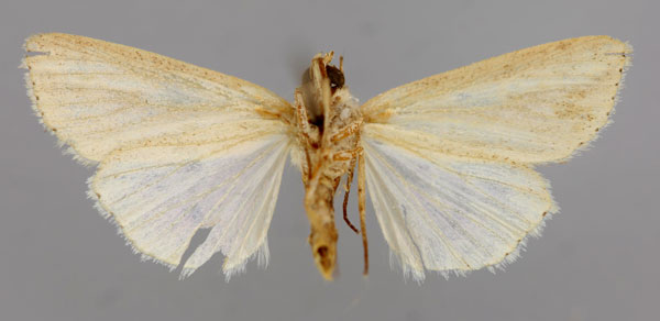 /filer/webapps/moths/media/images/P/pseudotacuna_Aletia_A_RMCA_02.jpg