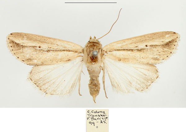 /filer/webapps/moths/media/images/P/pseudotacuna_Mythimna_AF_BMNH.jpg