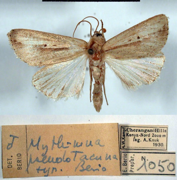 /filer/webapps/moths/media/images/P/pseudotacuna_Mythimna_HT_MSNM.jpg