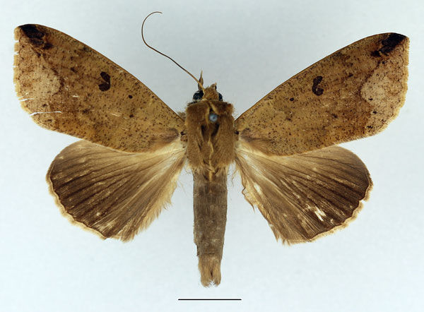 /filer/webapps/moths/media/images/P/pseudotirhaca_Ophiusa_AM_Basquin.jpg