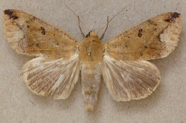 /filer/webapps/moths/media/images/P/pseudotirhaca_Ophiusa_A_Butler.jpg