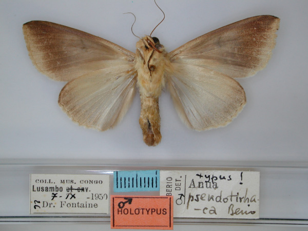 /filer/webapps/moths/media/images/P/pseudotirhaca_Ophiusa_HT_RMCA_02.jpg