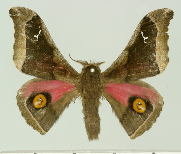 /filer/webapps/moths/media/images/P/pseudovetusta_Ludia_AM_Basquin.jpg