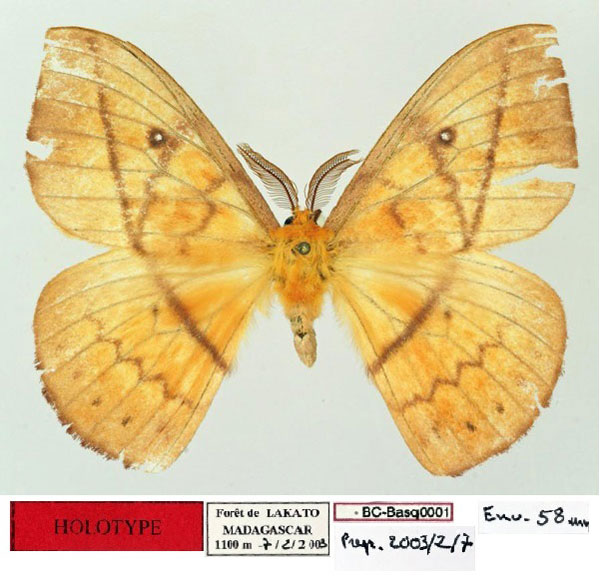 /filer/webapps/moths/media/images/P/pseudovulpina_Maltagorea_HT_Basquin.jpg