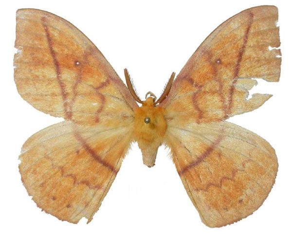 /filer/webapps/moths/media/images/P/pseudovulpina_Maltagorea_PT_Basquin.jpg