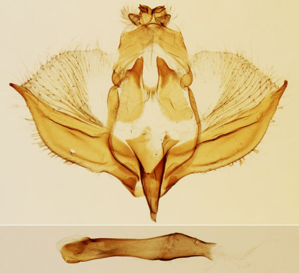 /filer/webapps/moths/media/images/P/psilodoxa_Eutrotonotus_GMHT_MNHN_Viette_3038.jpg