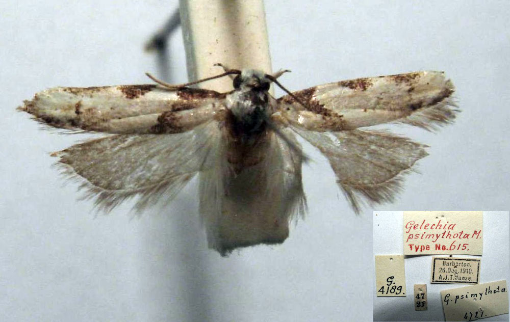 /filer/webapps/moths/media/images/P/psimythota_Syngelechia_HT_TMSA.jpg