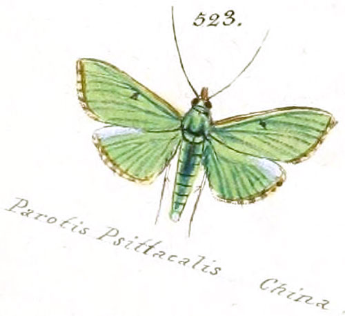 /filer/webapps/moths/media/images/P/psittacalis_Parotis_HT_Hubner_90-523.jpg