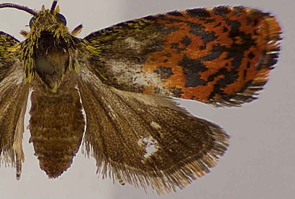 /filer/webapps/moths/media/images/P/psychotriae_Anthozela_PTF_USNM.jpg