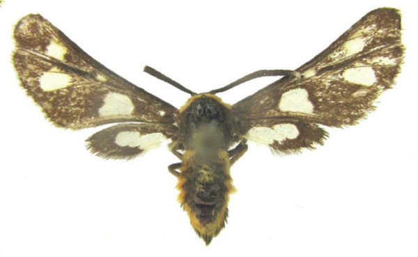 /filer/webapps/moths/media/images/P/pterophorina_Ceryx_AM_MfN_01_llA8Vqs.jpg