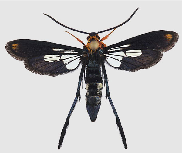 /filer/webapps/moths/media/images/P/pterotarsa_Tipulamima_AF_Bartscha.jpg