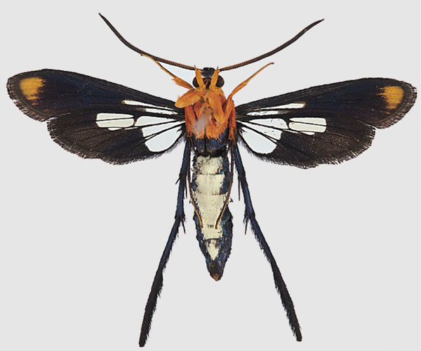 /filer/webapps/moths/media/images/P/pterotarsa_Tipulamima_AF_Bartschb.jpg
