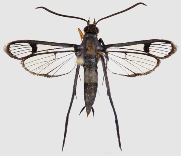/filer/webapps/moths/media/images/P/pterotarsa_Tipulamima_AM_ANHRTa.jpg