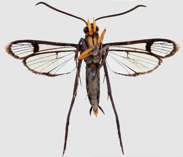 /filer/webapps/moths/media/images/P/pterotarsa_Tipulamima_AM_ANHRTb.jpg