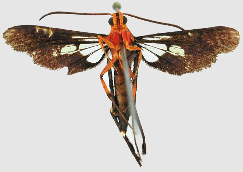 /filer/webapps/moths/media/images/P/pterotarsa_Uranothyris_HT_BMNHb.jpg