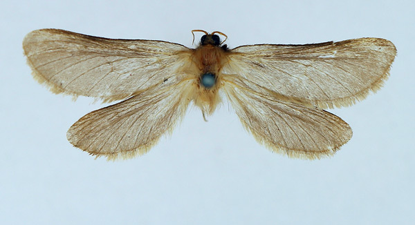 /filer/webapps/moths/media/images/P/ptiloscelis_Gorgopis_AM_TMSA_02.jpg