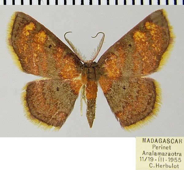 /filer/webapps/moths/media/images/P/ptolegenes_Chrysocraspeda_AM_ZSMa.jpg