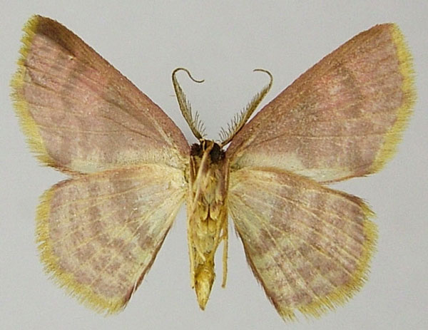 /filer/webapps/moths/media/images/P/ptolegenes_Chrysocraspeda_AM_ZSMb.jpg