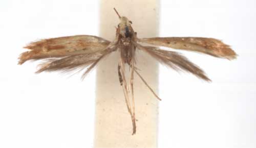 /filer/webapps/moths/media/images/P/ptychospora_Caloptilia_PT_RMCA6129.jpg