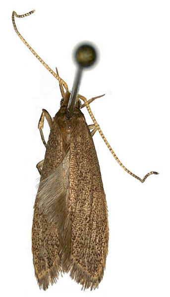 /filer/webapps/moths/media/images/P/ptyona_Lecithocera_HT_MfN.jpg