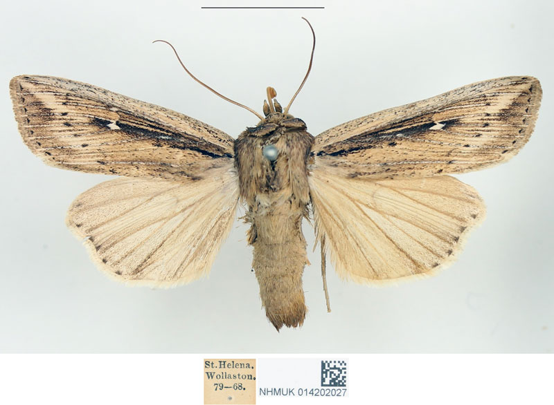 /filer/webapps/moths/media/images/P/ptyonophora_Cirphis_STM_BMNH_02.jpg