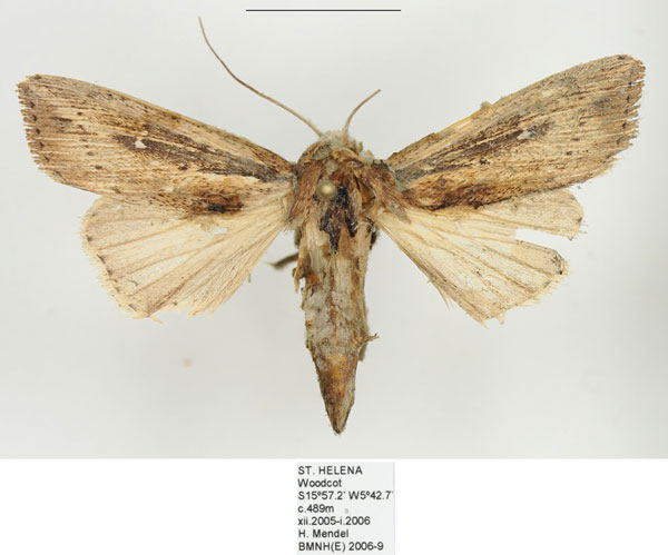 /filer/webapps/moths/media/images/P/ptyonophora_Leucania_AF_BMNH.jpg