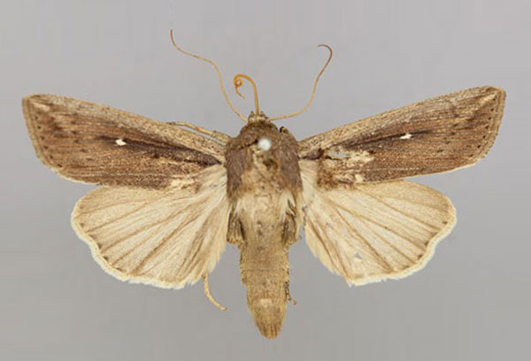 /filer/webapps/moths/media/images/P/ptyonophora_Leucania_A_RMCA_01.jpg