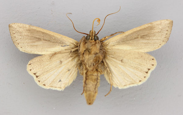 /filer/webapps/moths/media/images/P/ptyonophora_Leucania_A_RMCA_02.jpg