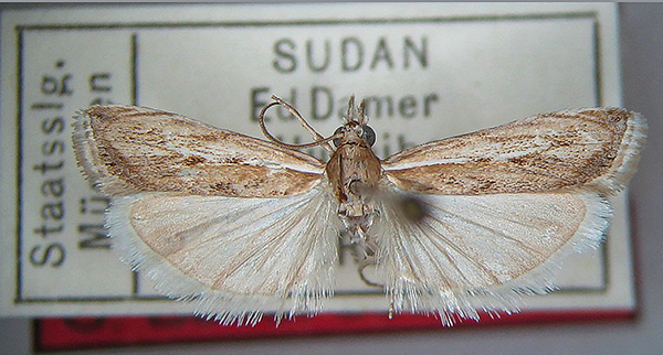 /filer/webapps/moths/media/images/P/puccinii_Bassi_HT_1b.jpg
