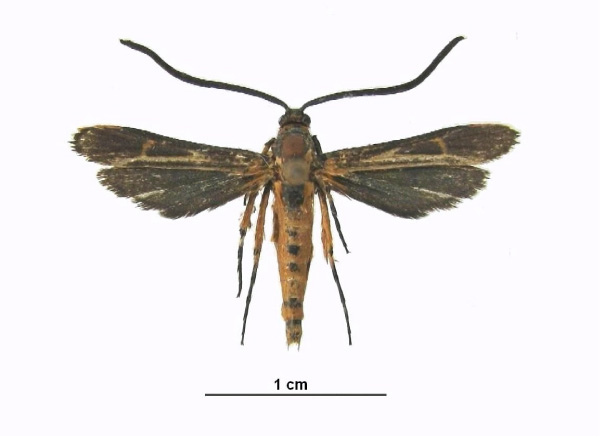 /filer/webapps/moths/media/images/P/puchneri_Noctusphecia_HT_ZSM.jpg