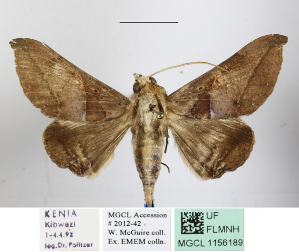 /filer/webapps/moths/media/images/P/pudens_Ogovia_A_MGCLa_01.jpg