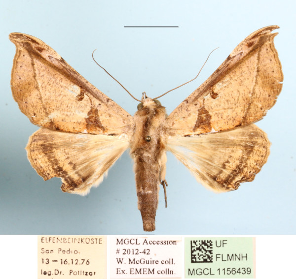 /filer/webapps/moths/media/images/P/pudens_Ogovia_A_MGCLa_02.jpg