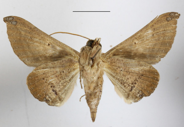/filer/webapps/moths/media/images/P/pudens_Ogovia_A_MGCLb_01.jpg