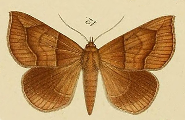 /filer/webapps/moths/media/images/P/pudica_Ophisma_HT_Moschler_1887_12.jpg